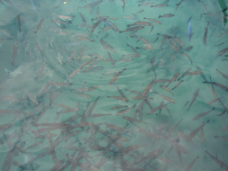 XH_fish