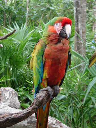 XH_parrot