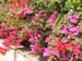 4flowers