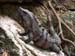 5gilamonster