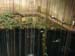 CI_natural_pool