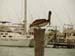 IM_pelican