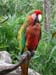 XH_parrot