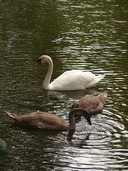 d1_pavillion_swans