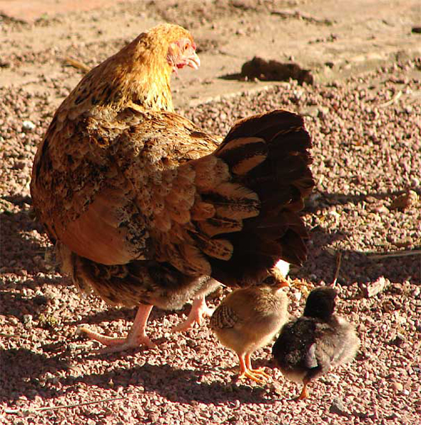 d2_pavillion_chickens