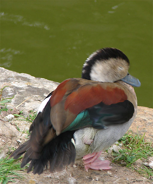 d3_pavillion_duck