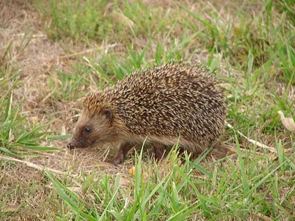 d4_hedgehog