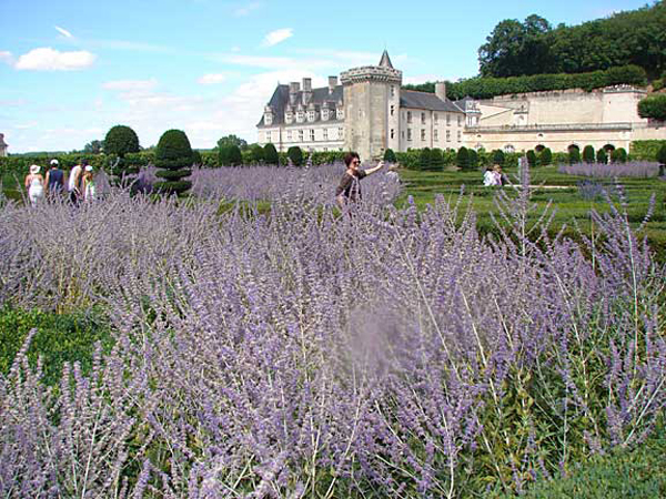 f_villandry_lavendar