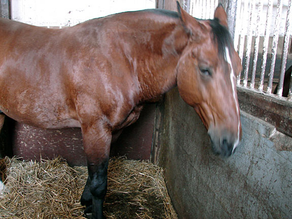 l3_percheron