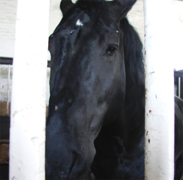 l4_percheron_big