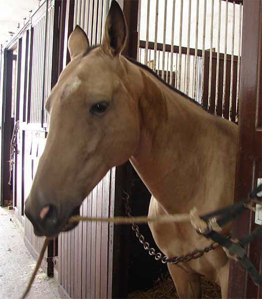 l5_turk_horse