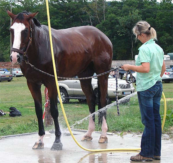 l6_horse_wash