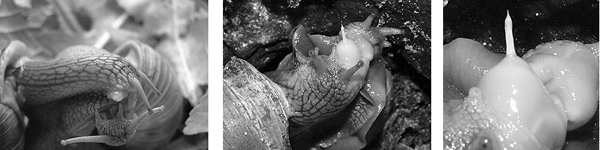 m2_snail_lovelife