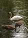 d1_pavillion_swans