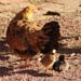 d2_pavillion_chickens