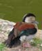 d3_pavillion_duck