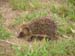 d4_hedgehog