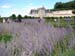f_villandry_lavendar