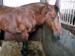 l3_percheron