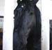 l4_percheron_big