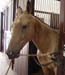 l5_turk_horse