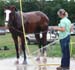 l6_horse_wash