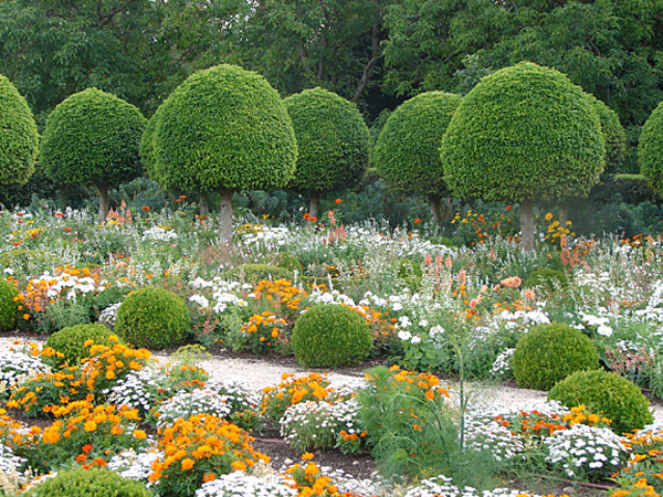 c_topiary_orange