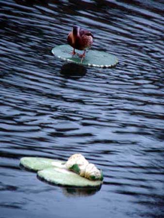 Ljub4_duck_frog