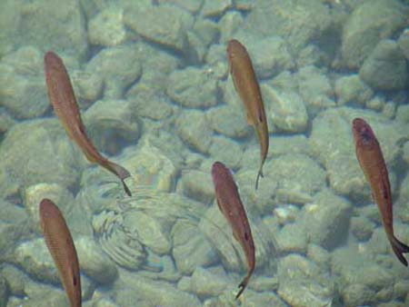 bohinj_fish