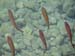 bohinj_fish