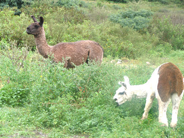 h_sheered_llamas