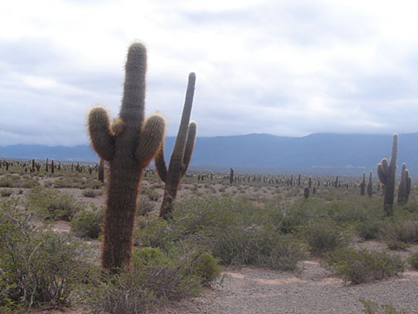 i_cactus