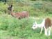 h_sheered_llamas