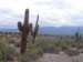 i_cactus