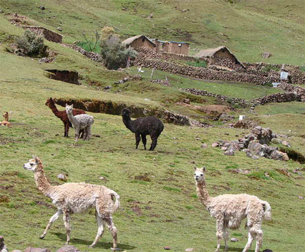 J_house_llamas