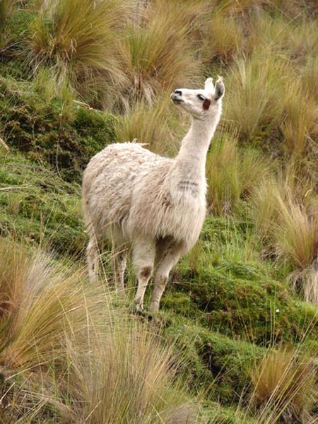 f_llama