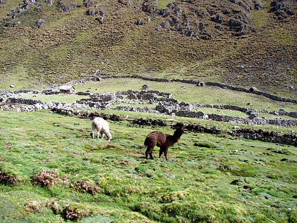 g_llamas_corral