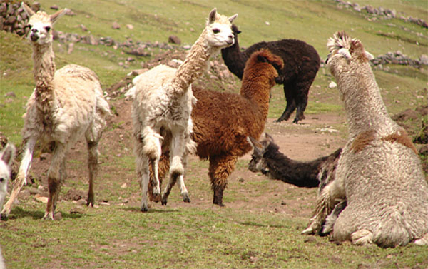 h_llamas