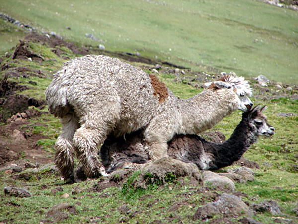 i_llamas_fkg