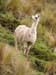 f_llama