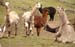 h_llamas