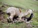 i_llamas_fkg