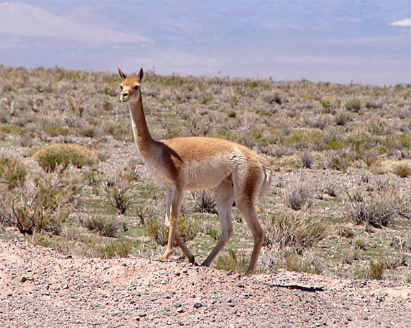 a_vicuna