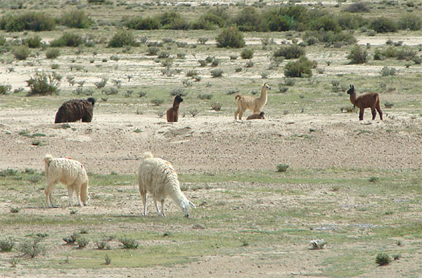 b_llamas