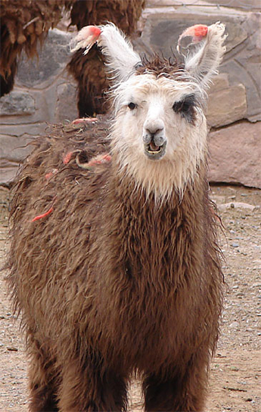 c_llama