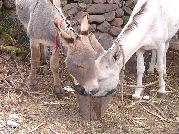 donkeys_drinking