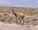 a_vicuna