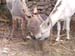 donkeys_drinking