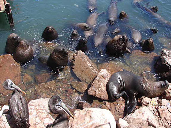 b_seals_pelicans