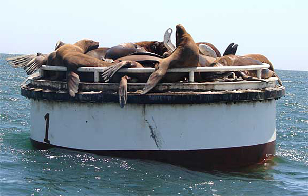c_seals
